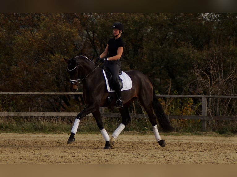 Westphalian Mare 8 years 17 hh Bay-Dark in Iserlohn