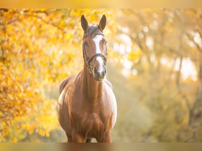 Westphalian Mare 8 years 17 hh Brown in Neustadt am Rübenberge