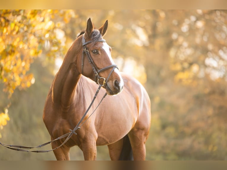 Westphalian Mare 8 years 17 hh Brown in Neustadt am Rübenberge