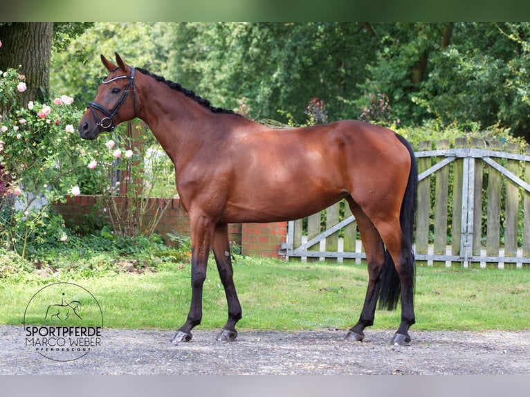 Westphalian Mare 8 years 17 hh Brown in Greven