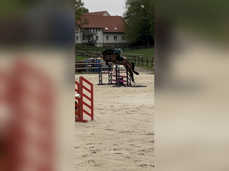 Westphalian Mare 8 years 17 hh Brown in Emmerthal