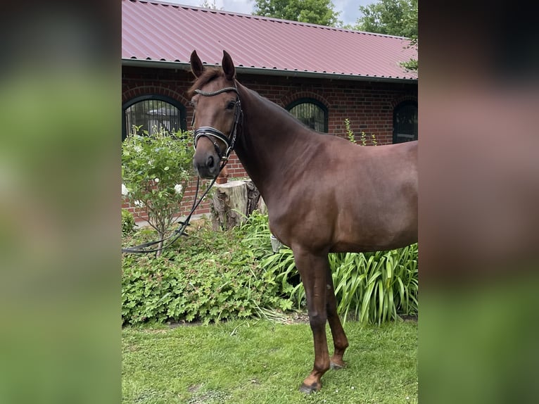 Westphalian Mare 8 years 17 hh Chestnut in Ahlen
