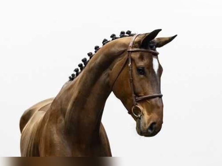 Westphalian Mare 8 years 17 hh in Waddinxveen