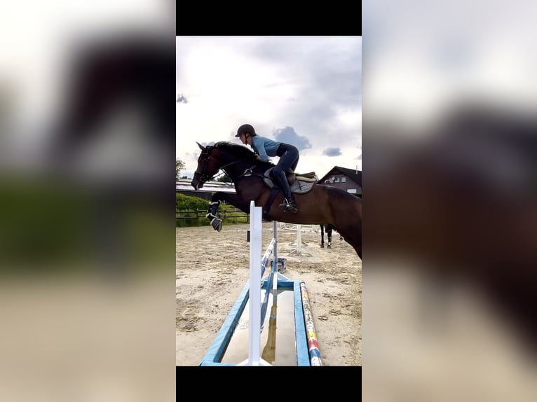 Westphalian Mare 8 years 17 hh Smoky-Black in Salzkotten