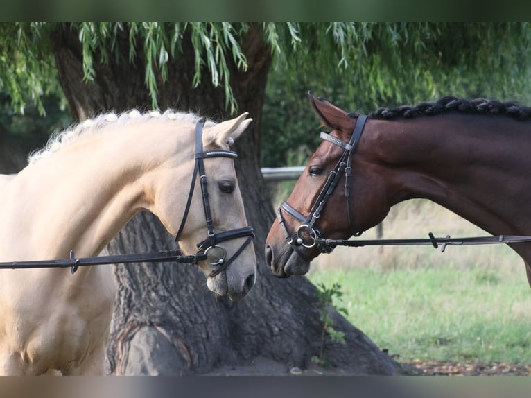 Westphalian Mare 8 years in Recklinghausen