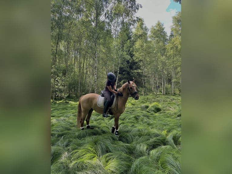 Westphalian Mare 9 years 14,1 hh Dun in Heddesheim