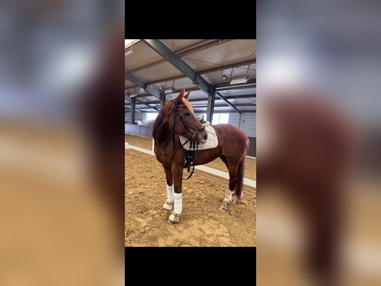 Westphalian Mare 9 years 15.1 hh Chestnut-Red in Rhede