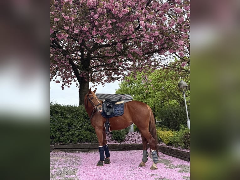 Westphalian Mare 9 years 15.1 hh Chestnut-Red in Rhede