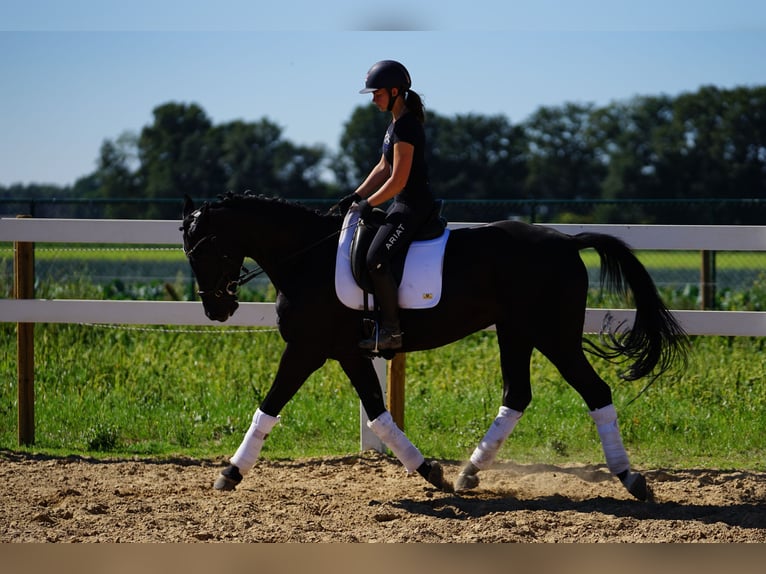 Westphalian Mare 9 years 15,3 hh Black in Kessenich