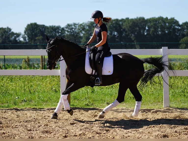 Westphalian Mare 9 years 15,3 hh Black in Kessenich