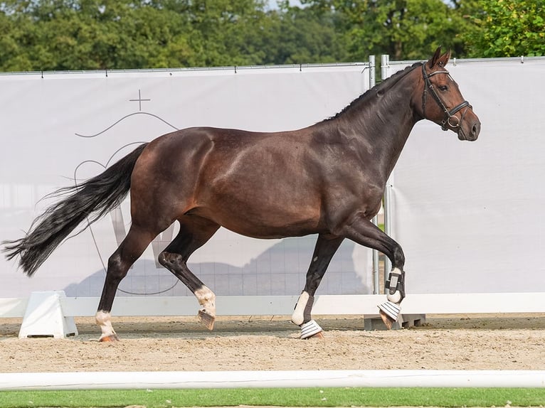 Westphalian Mare 9 years 15,3 hh Brown in Münster