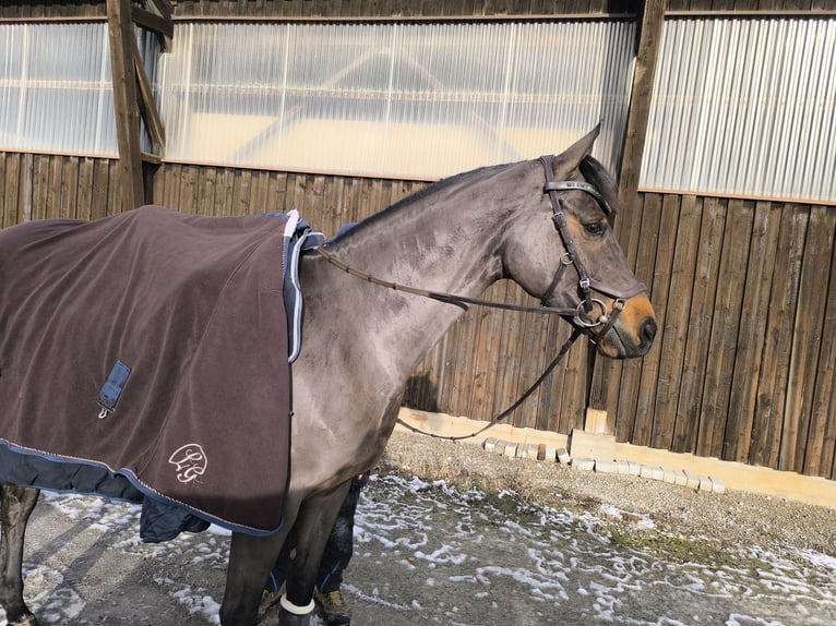 Westphalian Mare 9 years 15,2 hh Brown in Frankenhardt