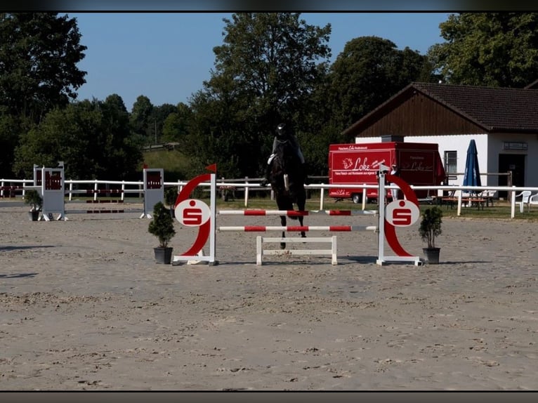 Westphalian Mare 9 years 15,3 hh Black in Bad DriburgBad Driburg
