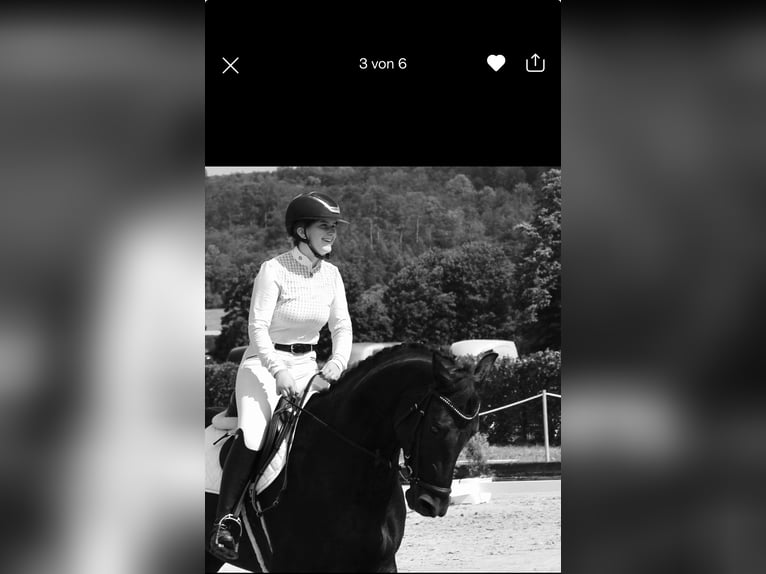 Westphalian Mare 9 years 15,3 hh Black in Bad DriburgBad Driburg
