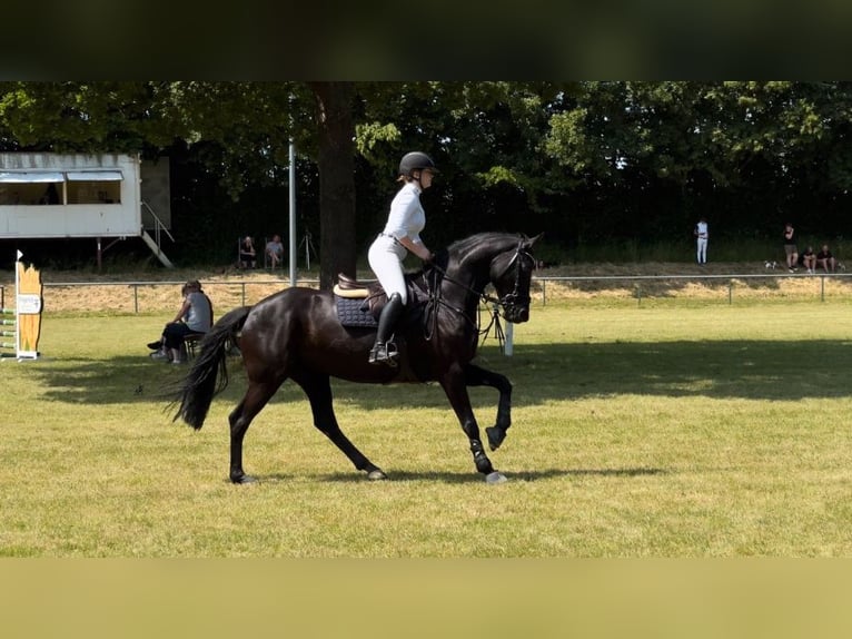 Westphalian Mare 9 years 15,3 hh Black in Bad DriburgBad Driburg