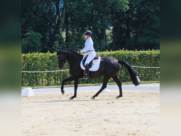 Westphalian Mare 9 years 15,3 hh Black in Bad DriburgBad Driburg