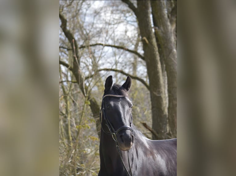 Westphalian Mare 9 years 15,3 hh Black in Bad DriburgBad Driburg