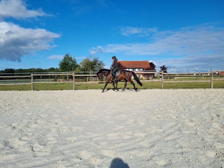 Westphalian Mare 9 years 15,3 hh Smoky-Black in Rahden