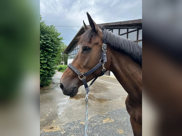 Westphalian Mare 9 years 15,3 hh Smoky-Black in Rahden