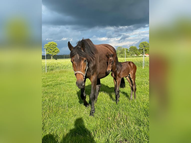 Westphalian Mare 9 years 15,3 hh Smoky-Black in Rahden