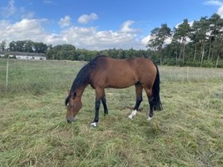 Westphalian Mare 9 years 16,1 hh Brown in Steinhagen