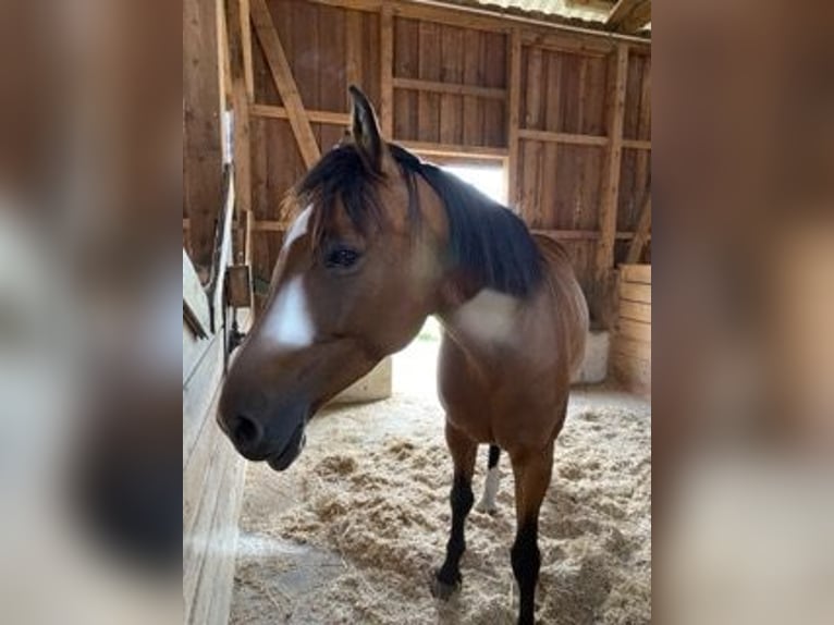 Westphalian Mare 9 years 16,1 hh Brown in Steinhagen