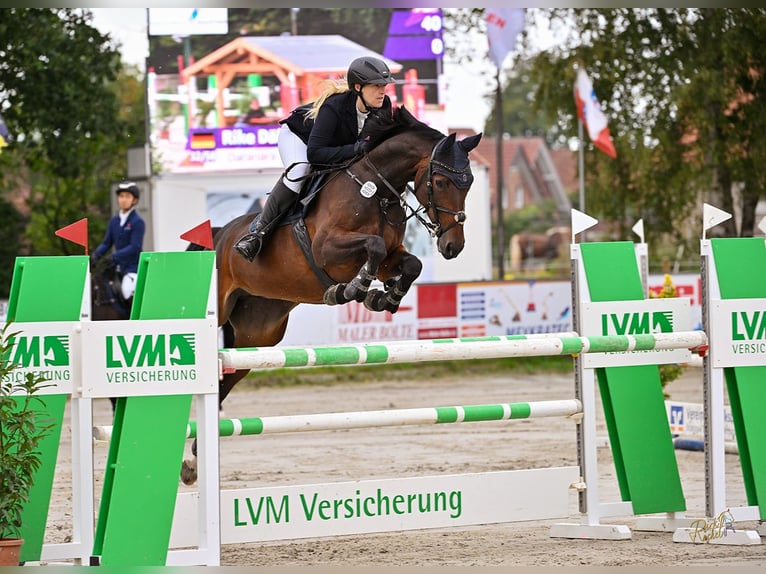 Westphalian, Mare, 9 years, 16.1 hh, Brown