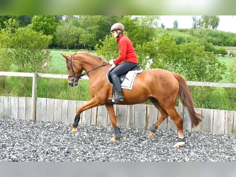 Westphalian Mare 9 years 16,1 hh Chestnut-Red in Kempen