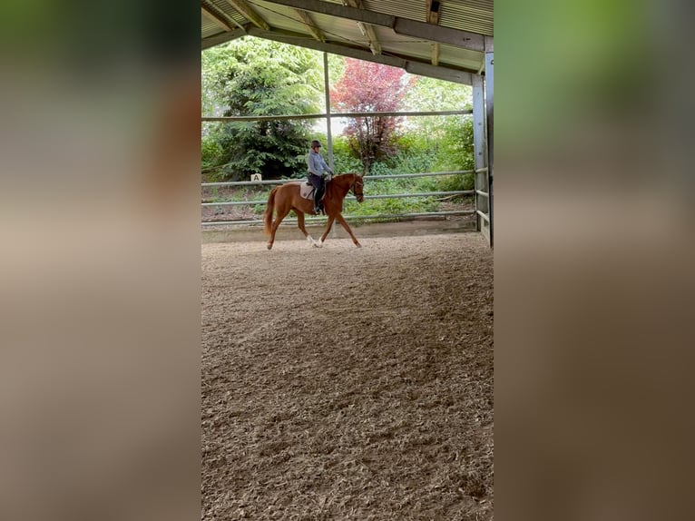 Westphalian Mare 9 years 16.1 hh Chestnut-Red in Bergneustadt