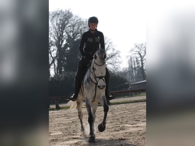 Westphalian Mare 9 years 16.1 hh Grey in Rhede