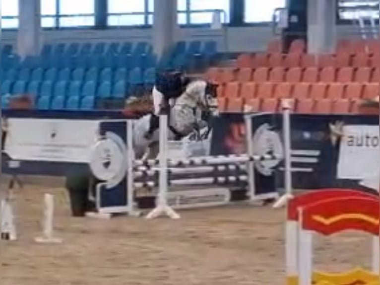 Westphalian Mare 9 years 16.1 hh Grey in Rhede