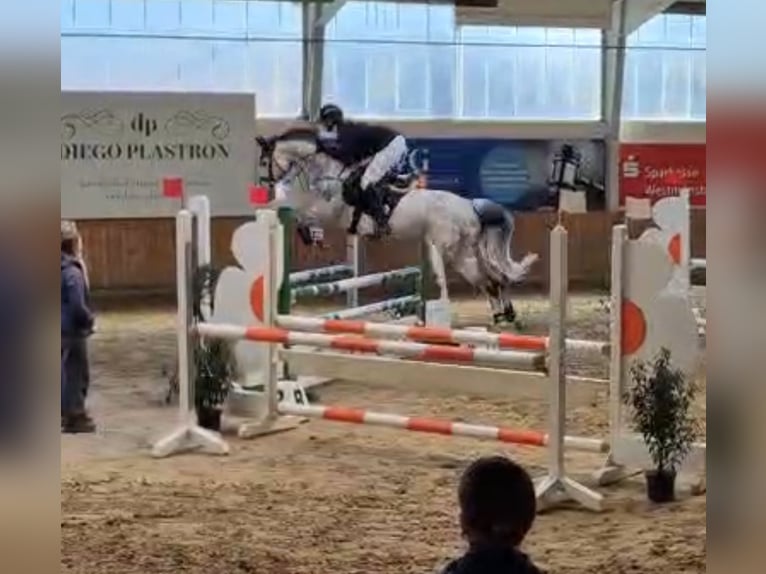 Westphalian Mare 9 years 16.1 hh Grey in Rhede