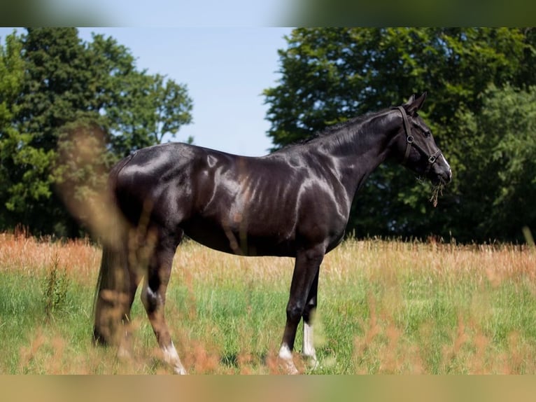 Westphalian Mare 9 years 16,1 hh Smoky-Black in Olfen