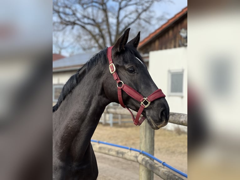 Westphalian Mare 9 years 16.1 hh Smoky-Black in Garching bei München