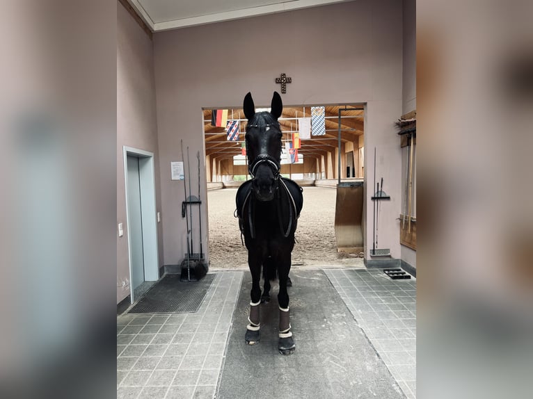 Westphalian Mare 9 years 16.1 hh Smoky-Black in Garching bei München