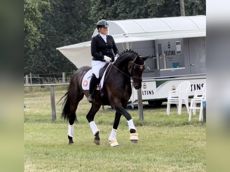 Westphalian Mare 9 years 16.2 hh Bay-Dark in Bünde