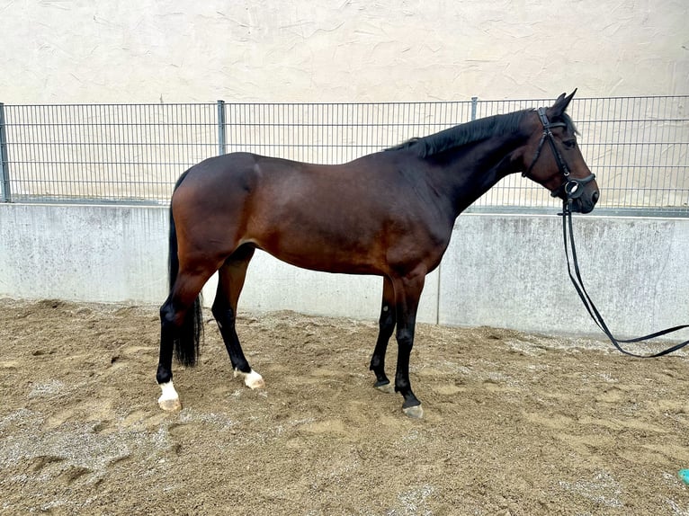 Westphalian Mare 9 years 16.2 hh Bay-Dark in Schemmerhofen