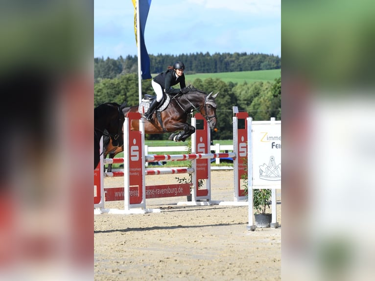 Westphalian Mare 9 years 16.2 hh Bay-Dark in Schemmerhofen