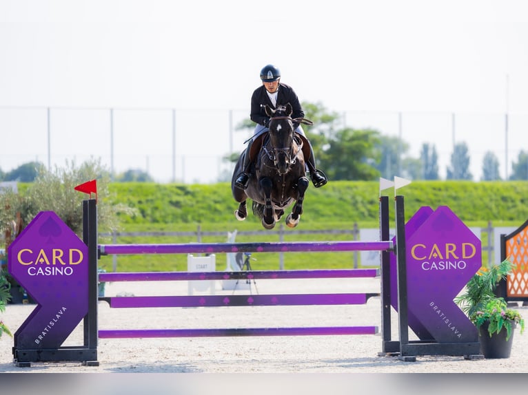 Westphalian Mare 9 years 16.2 hh Bay-Dark in Valencia