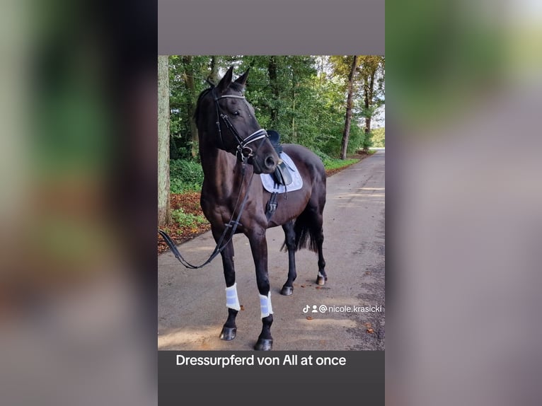 Westphalian Mare 9 years 16,2 hh Black in Hünxe