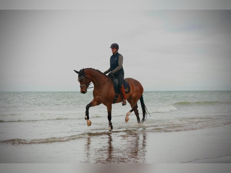 Westphalian Mare 9 years 16,2 hh Brown in Warendorf