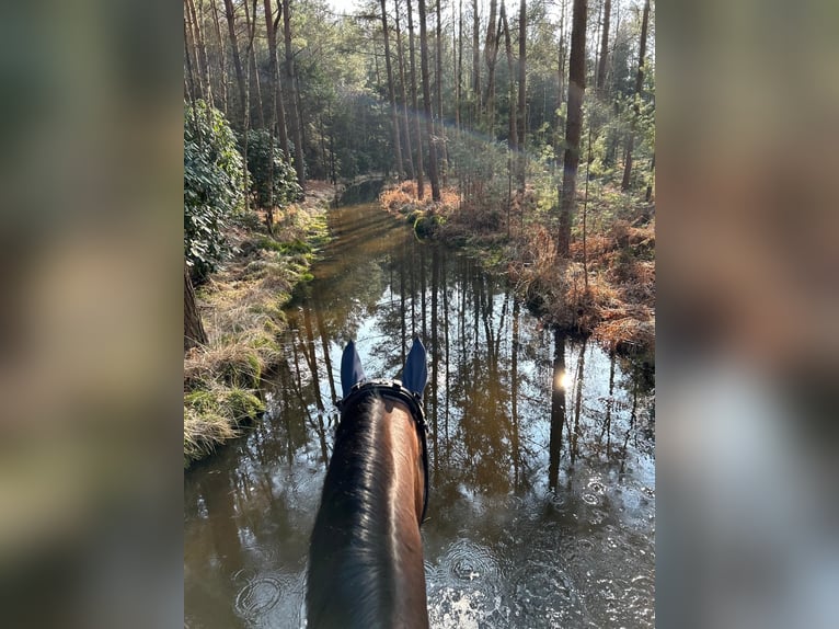 Westphalian Mare 9 years 16,2 hh Brown in Warendorf