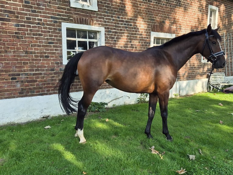 Westphalian Mare 9 years 16.2 hh Brown in Borken