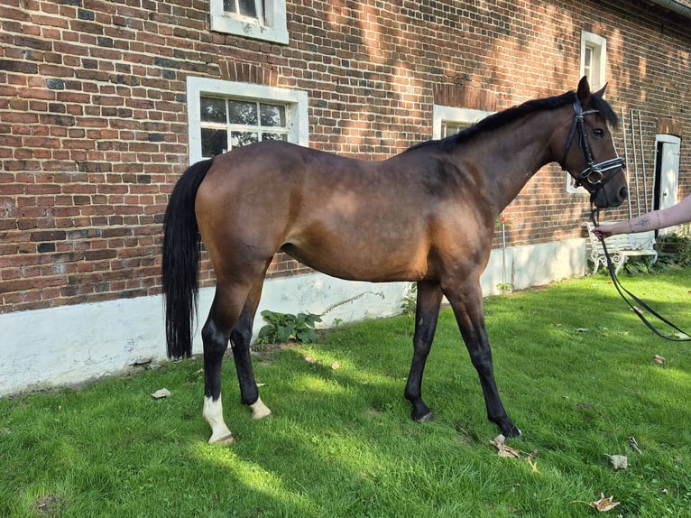 Westphalian Mare 9 years 16.2 hh Brown in Borken