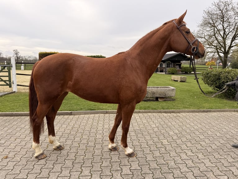 Westphalian Mare 9 years 16.2 hh Chestnut-Red in Nordwalde