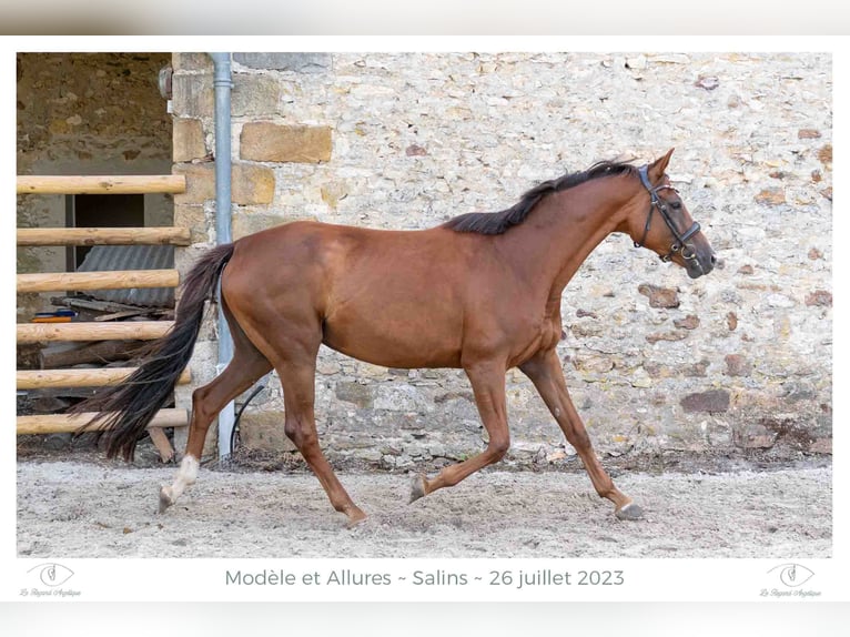 Westphalian Mare 9 years 16,2 hh Chestnut-Red in Elevage des Baïsses