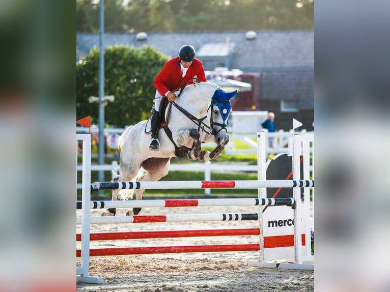 Westphalian Mare 9 years 16,2 hh Gray in Wysin