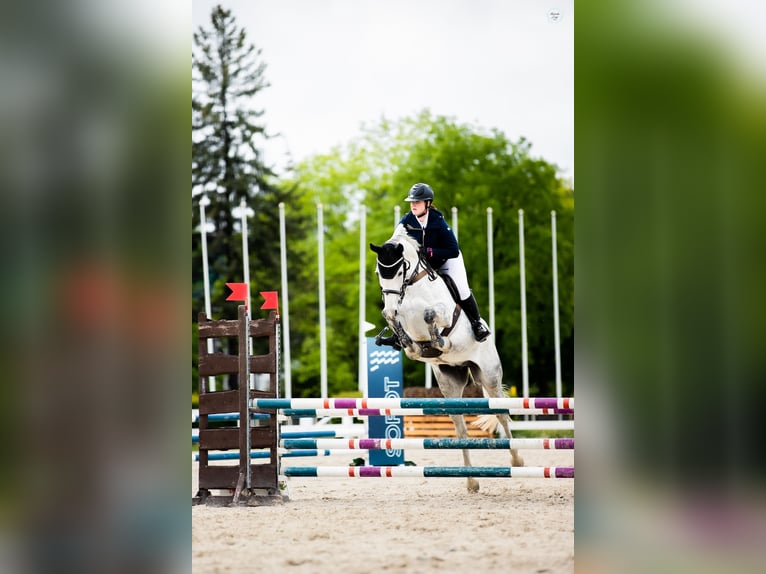 Westphalian Mare 9 years 16,2 hh Gray in Wysin