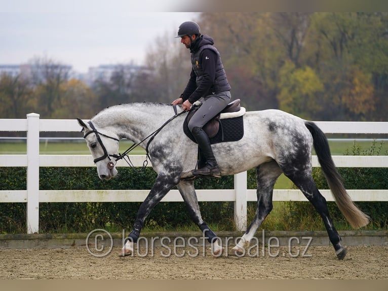 Westphalian Mare 9 years 16.2 hh Grey in Olomouc