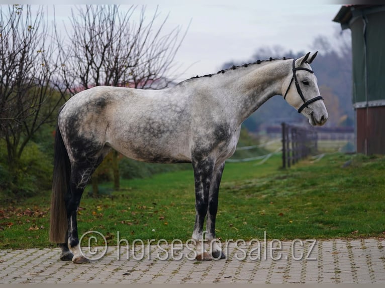 Westphalian Mare 9 years 16.2 hh Grey in Olomouc